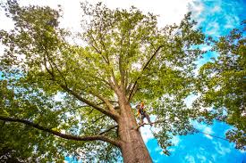 Reliable Mont Alto, PA  Tree Services Solutions