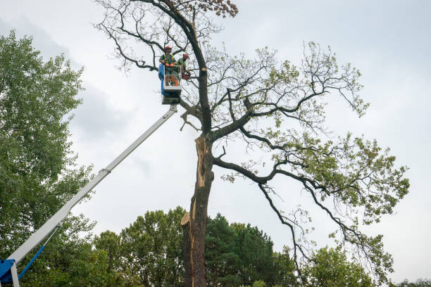 How Our Tree Care Process Works  in  Mont Alto, PA